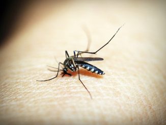 how to relieve an itch from a mosquito bite