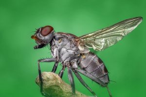 một con ruồi bình thường sống được bao lâu