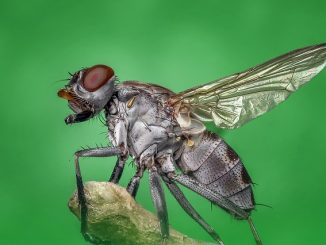 how long does an ordinary fly live