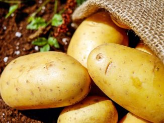 hur man kan bli av med scab på potatis