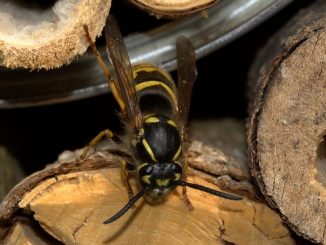 hoe zich te ontdoen van wespen in een houten huis
