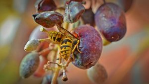 how to save grapes from bees and wasps