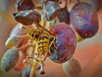 hoe druiven te redden van bijen en wespen