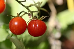 الذبابة البيضاء على الطماطم في الدفيئة كيفية التخلص منها