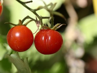 molica na paradajkách v skleníku, ako sa zbaviť