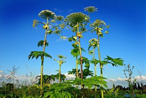 how to deal with hogweed