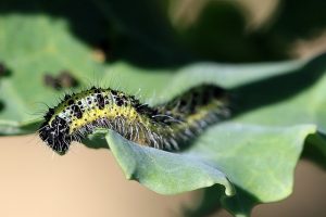 Làm thế nào để đối phó với sâu bướm trên bắp cải