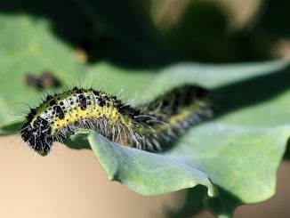 how to deal with caterpillars on cabbage
