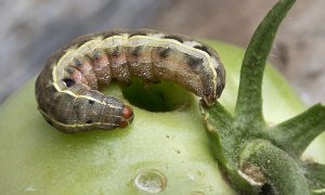 caterpillars on tomatoes in a greenhouse how to fight