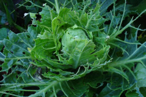 how to process cabbage from pests folk remedies