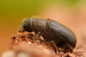 hur man kan bli av med barkbaggar i ett trähus
