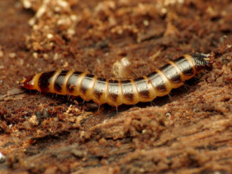 how to get rid of the beetle larva