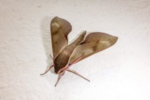 moth in an apartment how to get rid