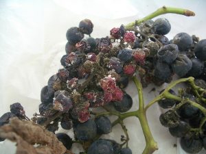 oïdium sur les raisins comment lutter