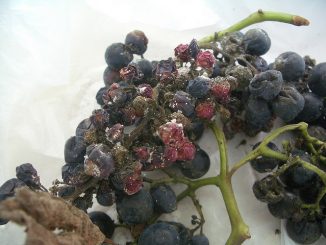 powdery mildew on grapes how to fight