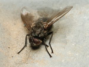 hur man kan bli av med flugor i huset snabbt