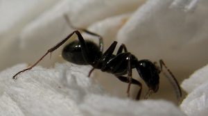hur man kan bli av med myror i ett hus för alltid
