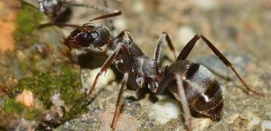 kako izbaciti mrave iz vrta