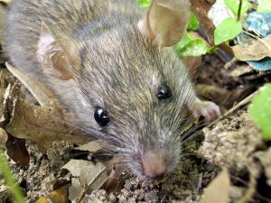 hvordan rotter adskiller sig fra mus