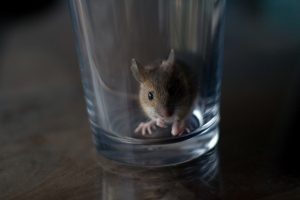 איך להכין מלכודת עכבר עשה זאת בעצמך