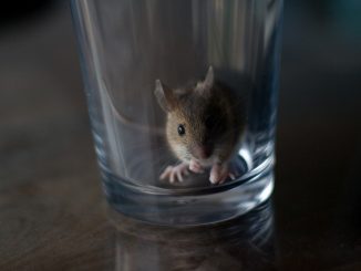 jak si udělat past na myši