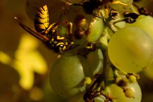 how to get rid of wasps on grapes