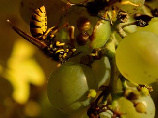 comment se débarrasser des guêpes sur les raisins