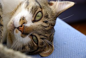 otodectose dans le traitement des chats