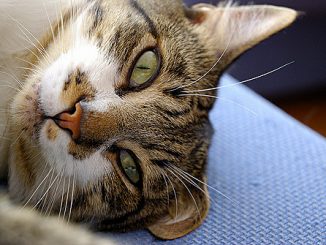 otodectóza pri liečbe mačiek