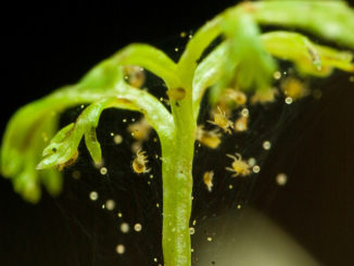 hoe om te gaan met spintmijten op kamerplanten