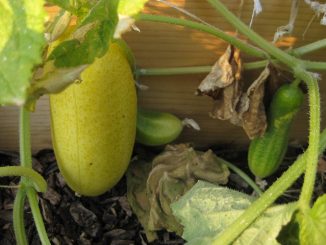 spider mite on cucumbers how to fight