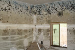 how to process mold on the wall in the apartment