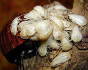 hur inhemska kackerlackor avlar