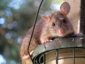 Ratten- und Mausvertreiber kaufen, was besser ist