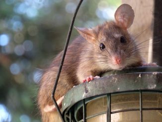 koop ratten- en muizenverjager, wat beter is
