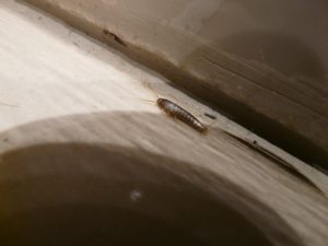 how to get rid of silverfish in the bathroom