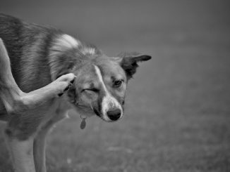 prečo pes svrbí, ak nie sú prítomné blchy