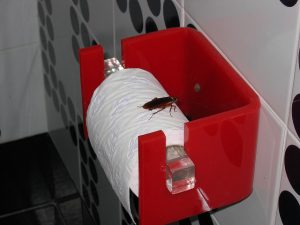 Woher kommen Kakerlaken in Wohnungen?