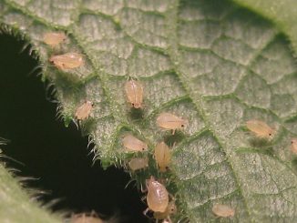 aphids on cucumbers how to fight folk remedies