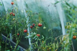 how to treat a greenhouse from whiteflies in autumn