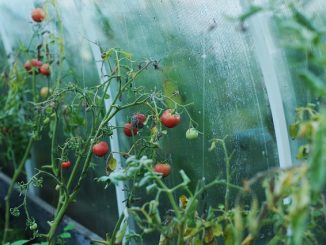 как да третираме оранжерия от белокрилки през есента