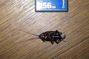 hoe je kakkerlakken voor altijd uit een appartement etst