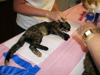 hoe oormijt bij katten te behandelen