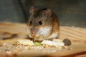 wat voor soort isolatie bijt geen muizen en ratten