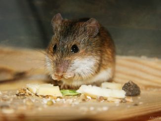 aký druh izolácie hryzie myši a potkany