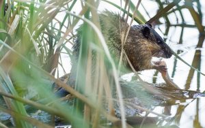 rata d'aigua al jardí com lluitar