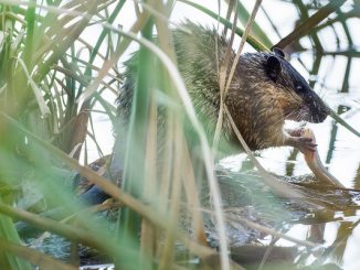 water rat in the garden how to fight