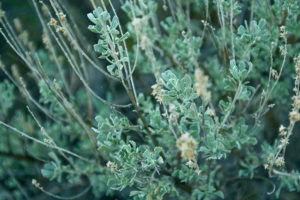 wormwood against parasites how to take