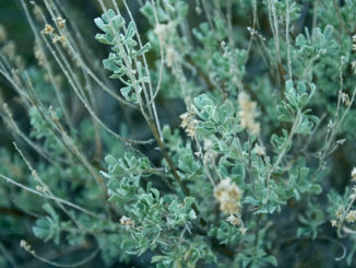 wormwood against parasites how to take