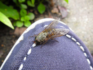 horsefly and gadfly difference